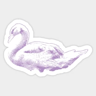 Purple Swan vintage drawing Sticker